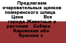 Предлагаем очаровательных щенков померанского шпица › Цена ­ 15 000 - Все города Животные и растения » Собаки   . Кировская обл.,Красное с.